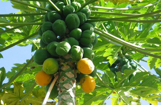 Planta de la papaya