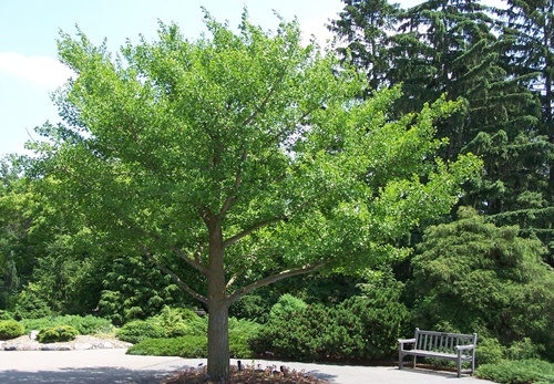 árbol-de-ginkgo-biloba-2