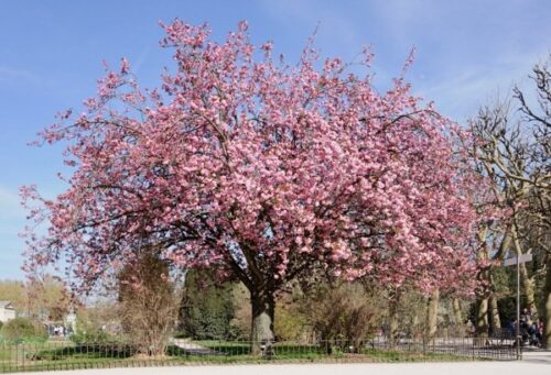 árbol de sakura