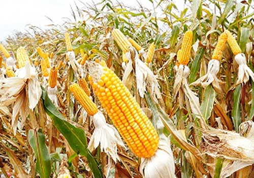 cosecha de maíz