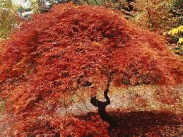 árboles de hojas rojas
