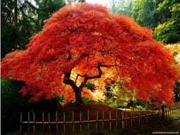 árboles de hojas rojas